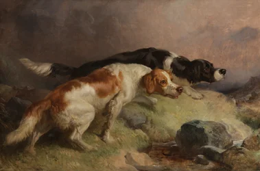 Setter auf dem Moor